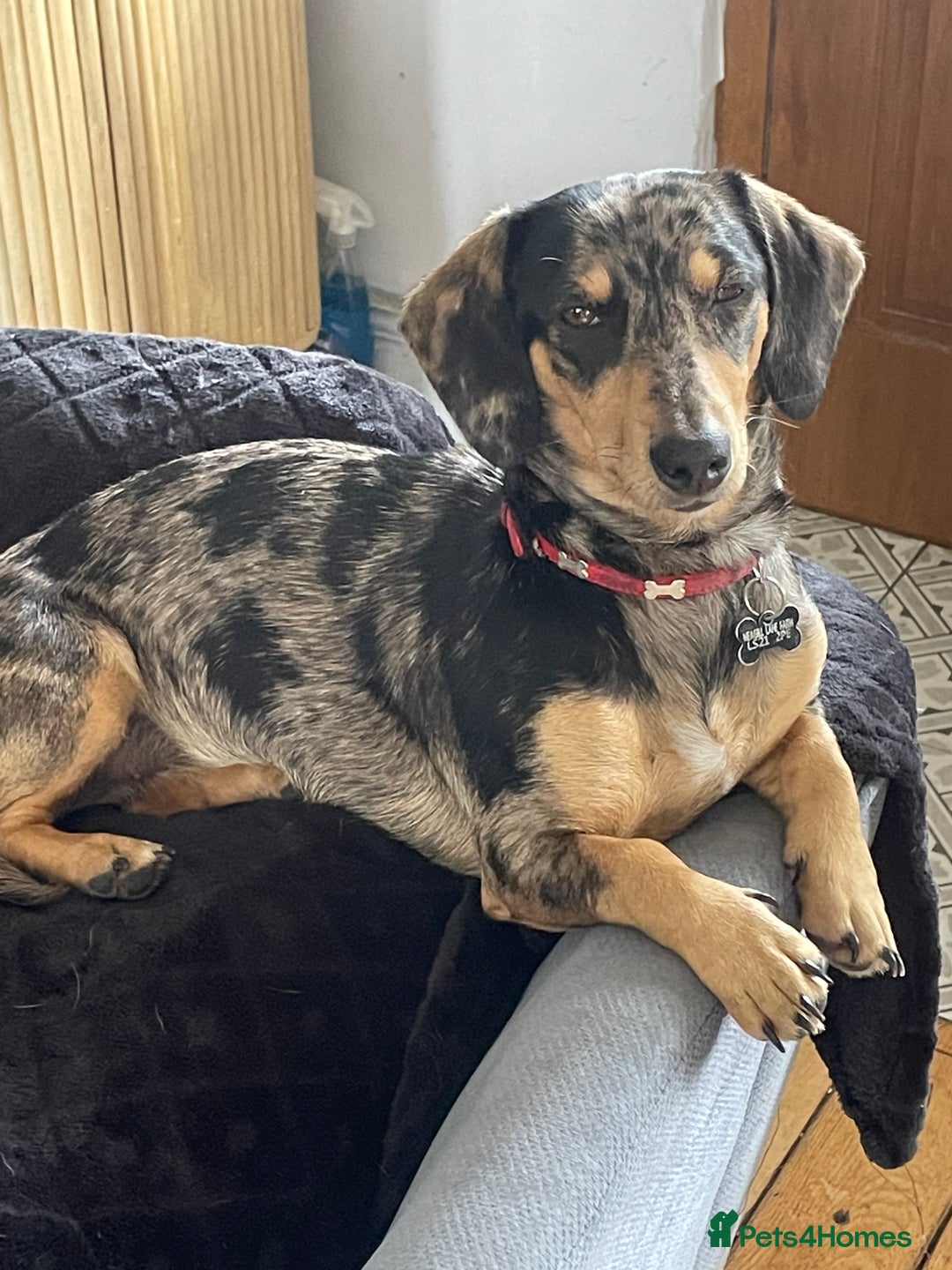 Dachshund dogs for sale: Stunning dachshund adult female  - Advert 1