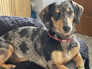 Dachshund dogs Stunning dachshund adult female - Advert 12