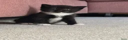 Mixed Breed cats for sale: Adorable British Shorthair Mix Kittens 🐾 in Basildon - Advert 3
