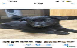 Mixed Breed dogs for sale: Gorgeous shollies - German x collie  - Image 6