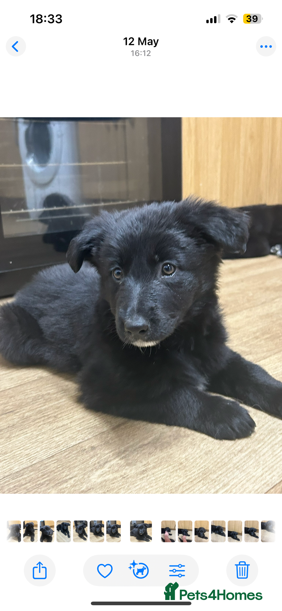 Mixed Breed dogs for sale: Gorgeous shollies - German x collie  - Image 6