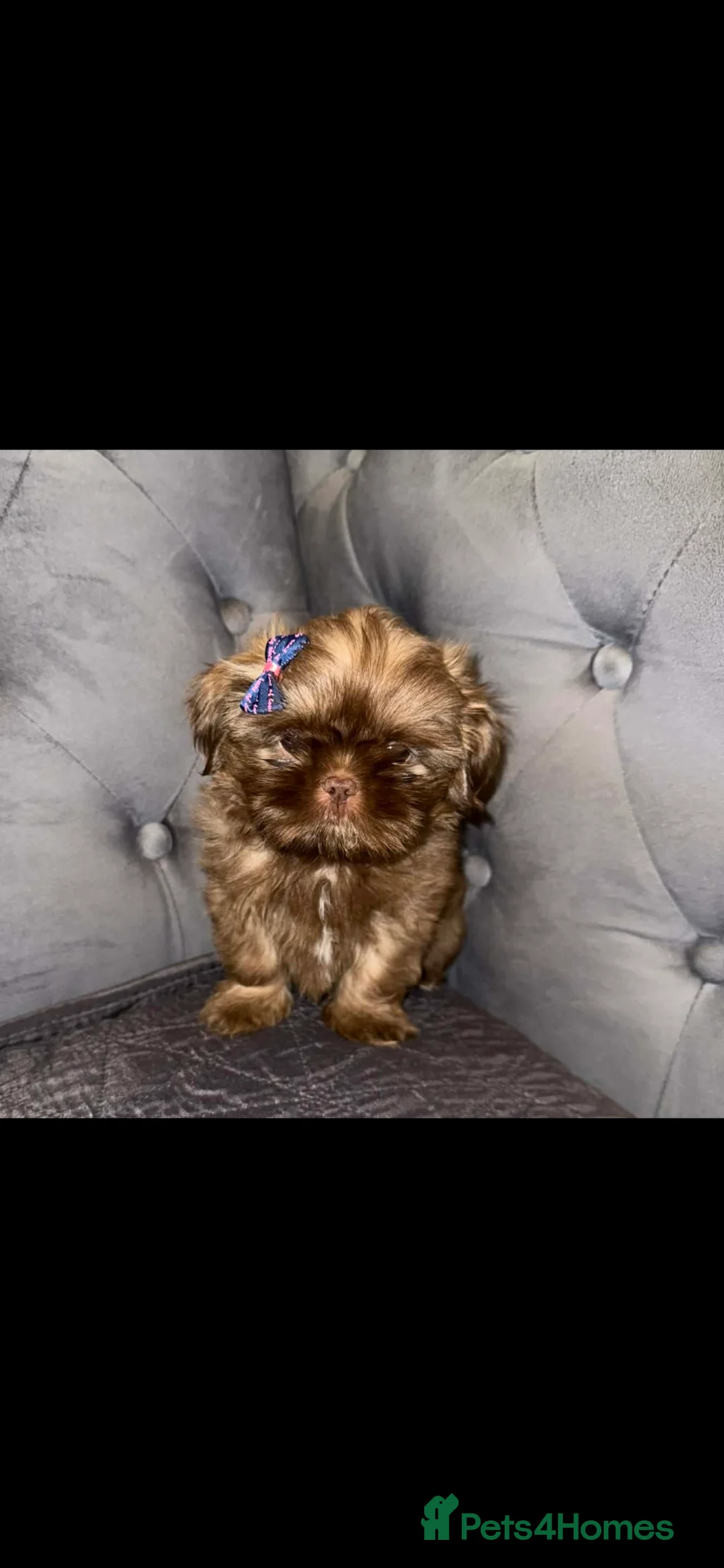 Shih Tzu dogs for sale: Last Karashishi imperial boy available ❤️ - Advert 2