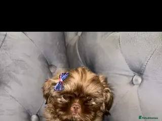 Shih Tzu dogs One boy Left - Advert 5