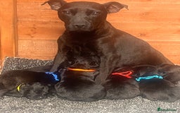 Patterdale Terrier dogs for sale: Patterdale terrier pups  - Image 1