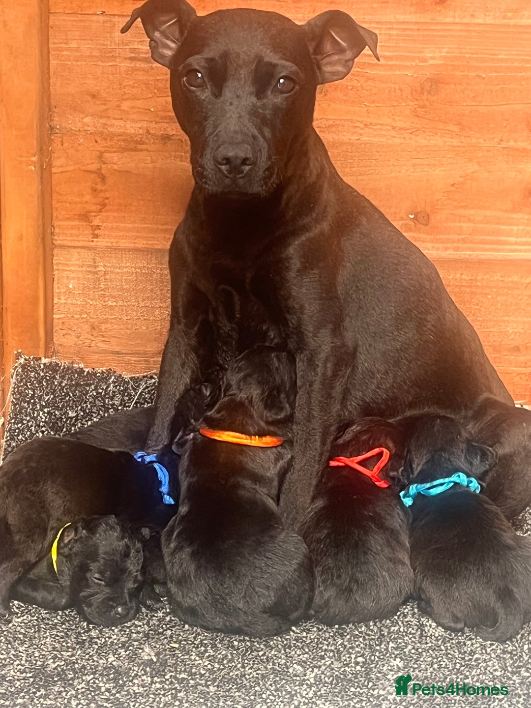 Patterdale Terrier dogs for sale: Patterdale terrier pups  - Image 1