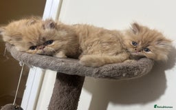 Persian cats for sale: Pedigree Persian Kittens ready to be rehomed - Image 16