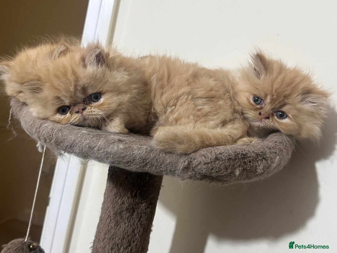 Persian cats for sale: Pedigree Persian Kittens ready to be rehomed - Image 16