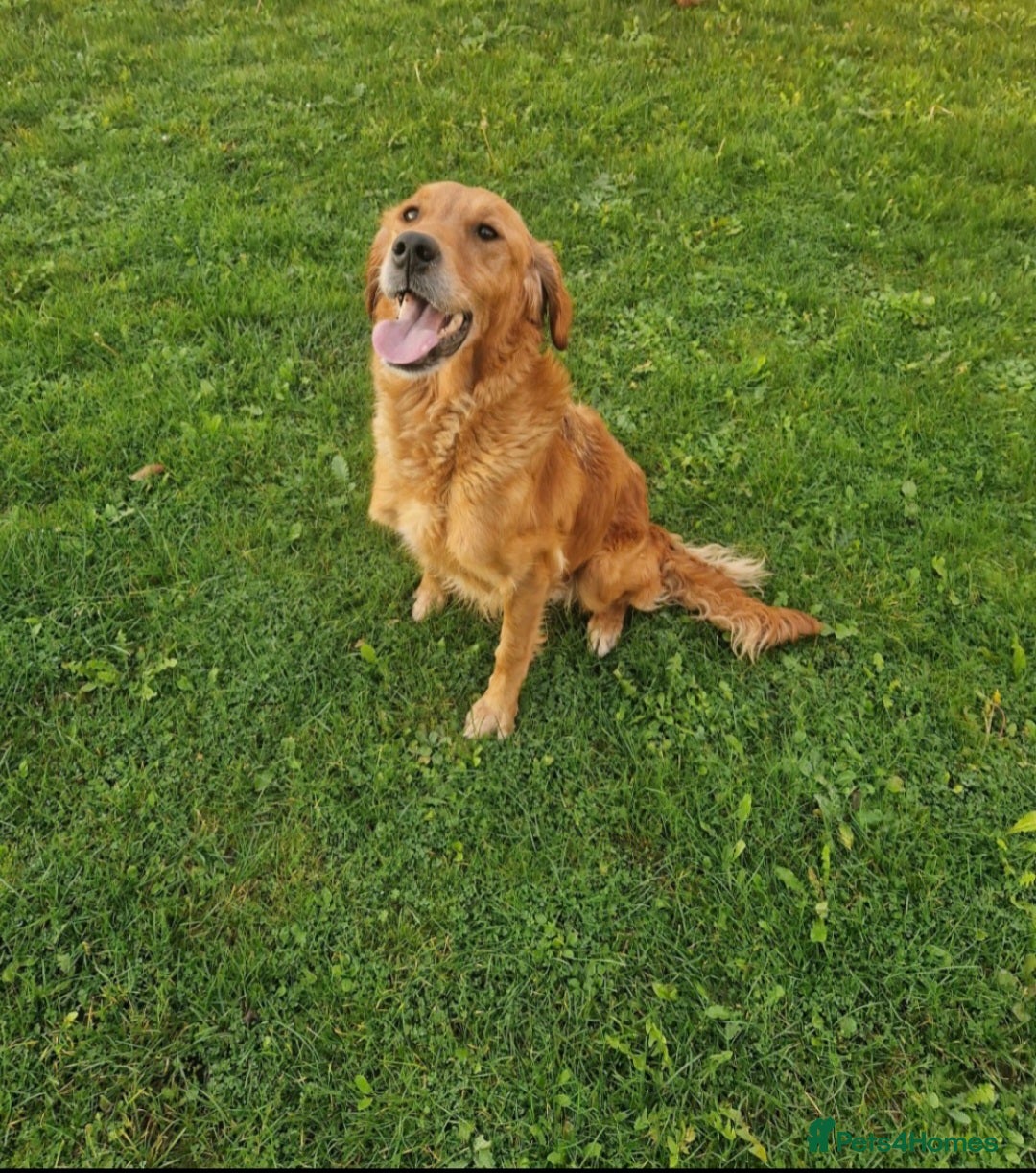 Golden Retriever dogs for sale: 🧡Beautiful Red Working golden retriever puppies🧡 - Image 8