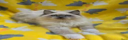 Ragdoll cats for sale: GCCF registered Ragdoll - Advert 2