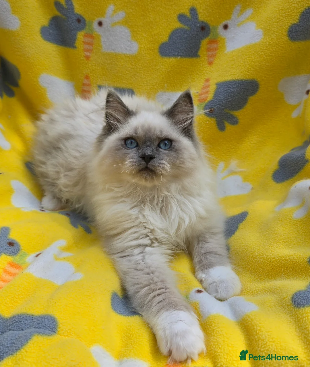 Ragdoll cats for sale: GCCF registered Ragdoll - Advert 2