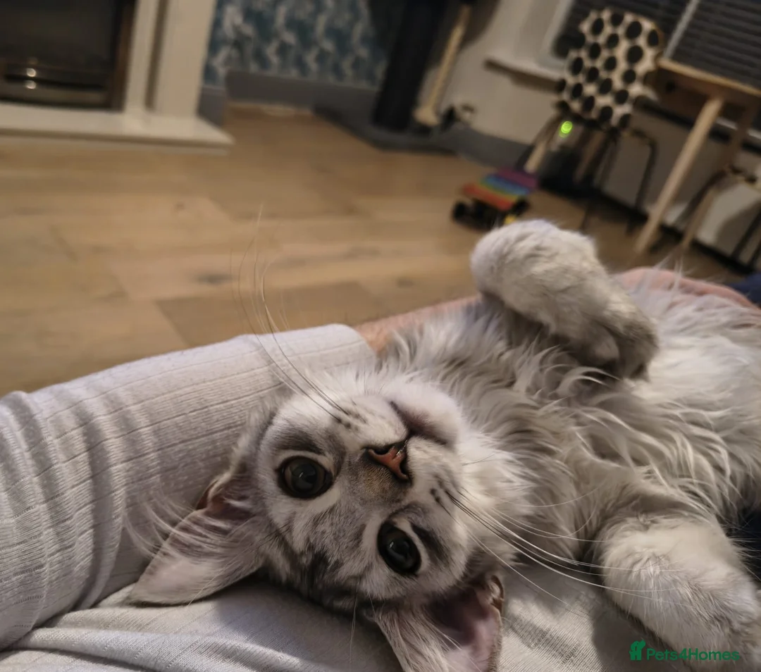 Maine Coon cats for sale: Tica Registered Maine Coon Kittens - Advert 1