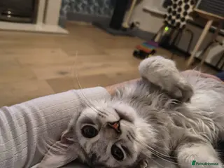 Maine Coon cats Tica Registered Maine Coon Kittens - Advert 1