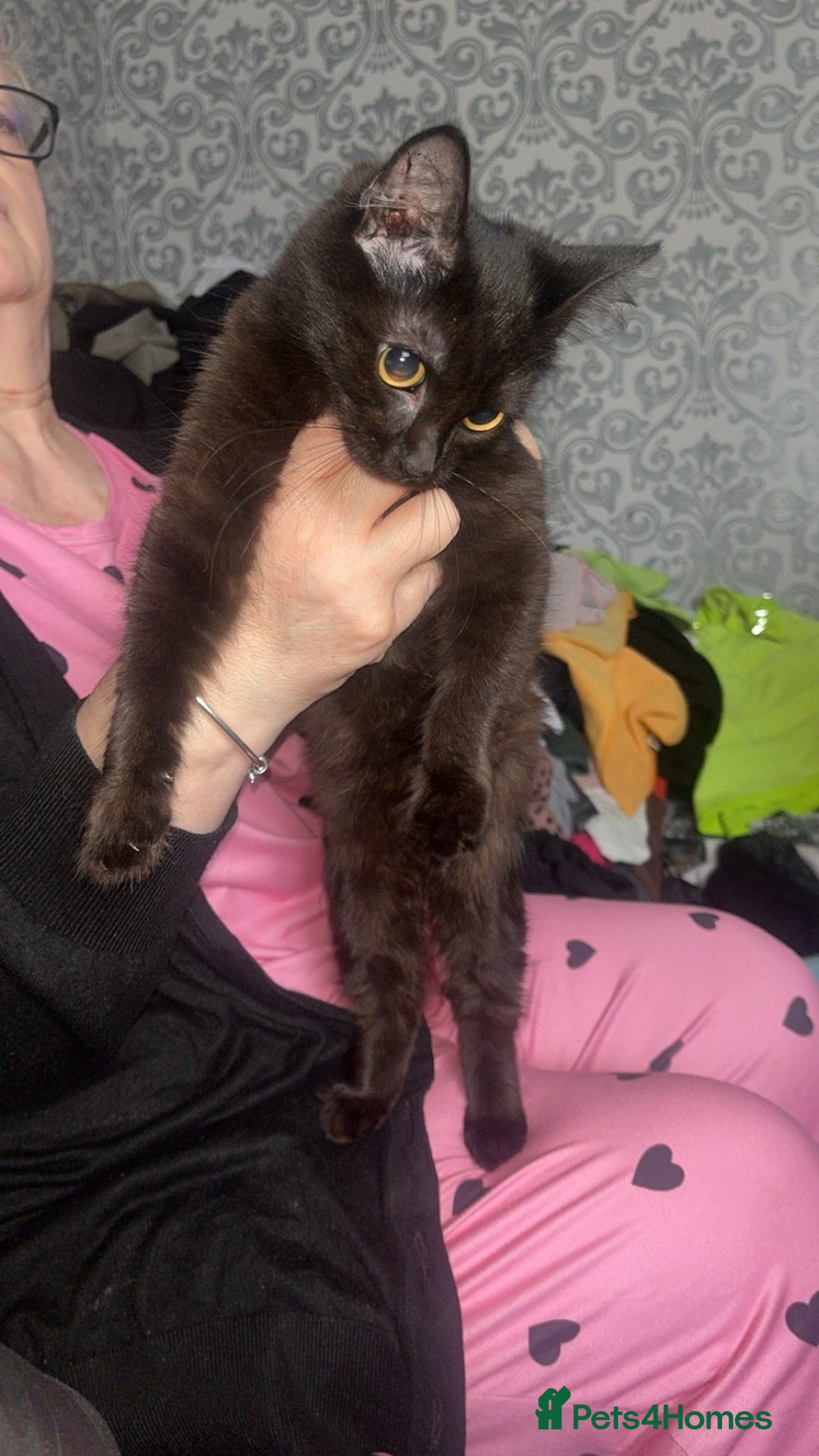 Mixed Breed cats for sale: 2 beautiful maincoone mixed breed kittens s - Image 3
