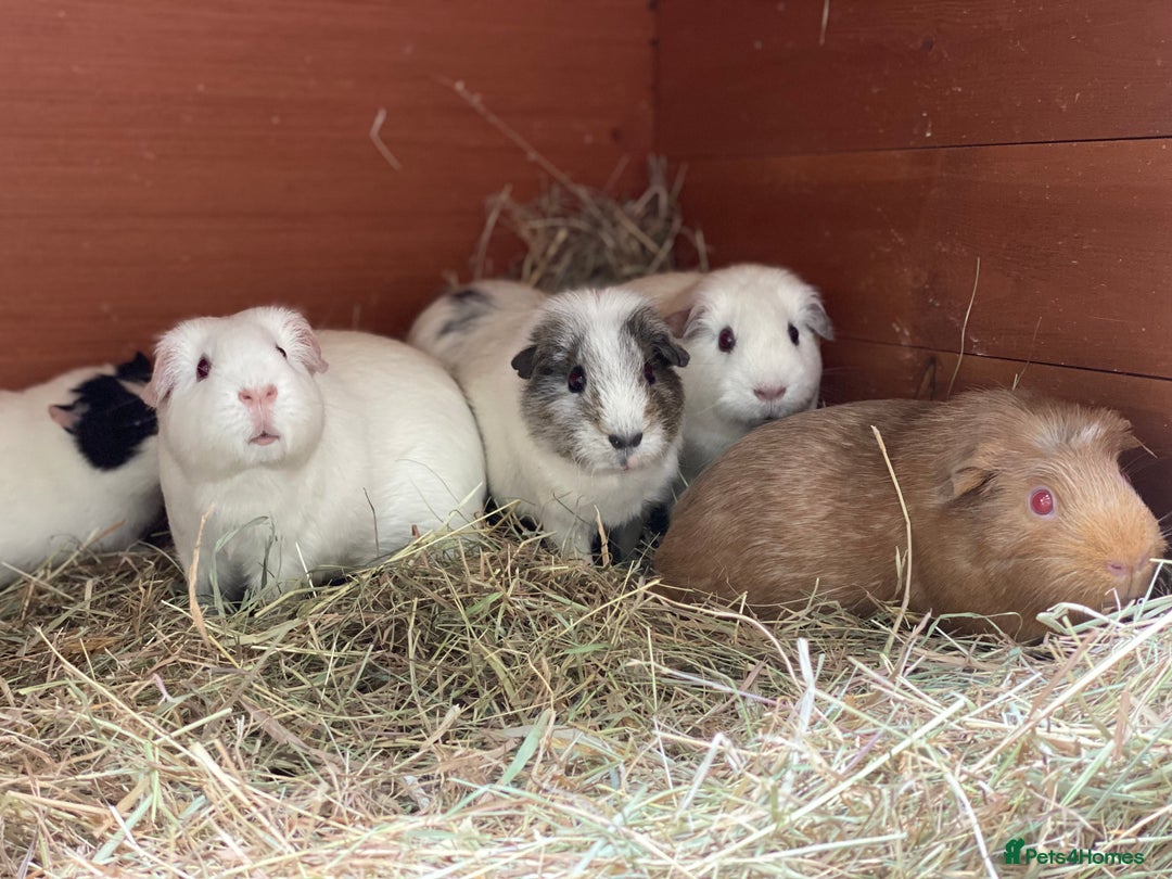 Guinea Pig rodents for sale: Beautiful mix of female Guineapigs  - Image 1