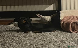 Miniature Dachshund dogs for sale: KC Reg, Health tested, miniature Dachsund Puppies - Image 18