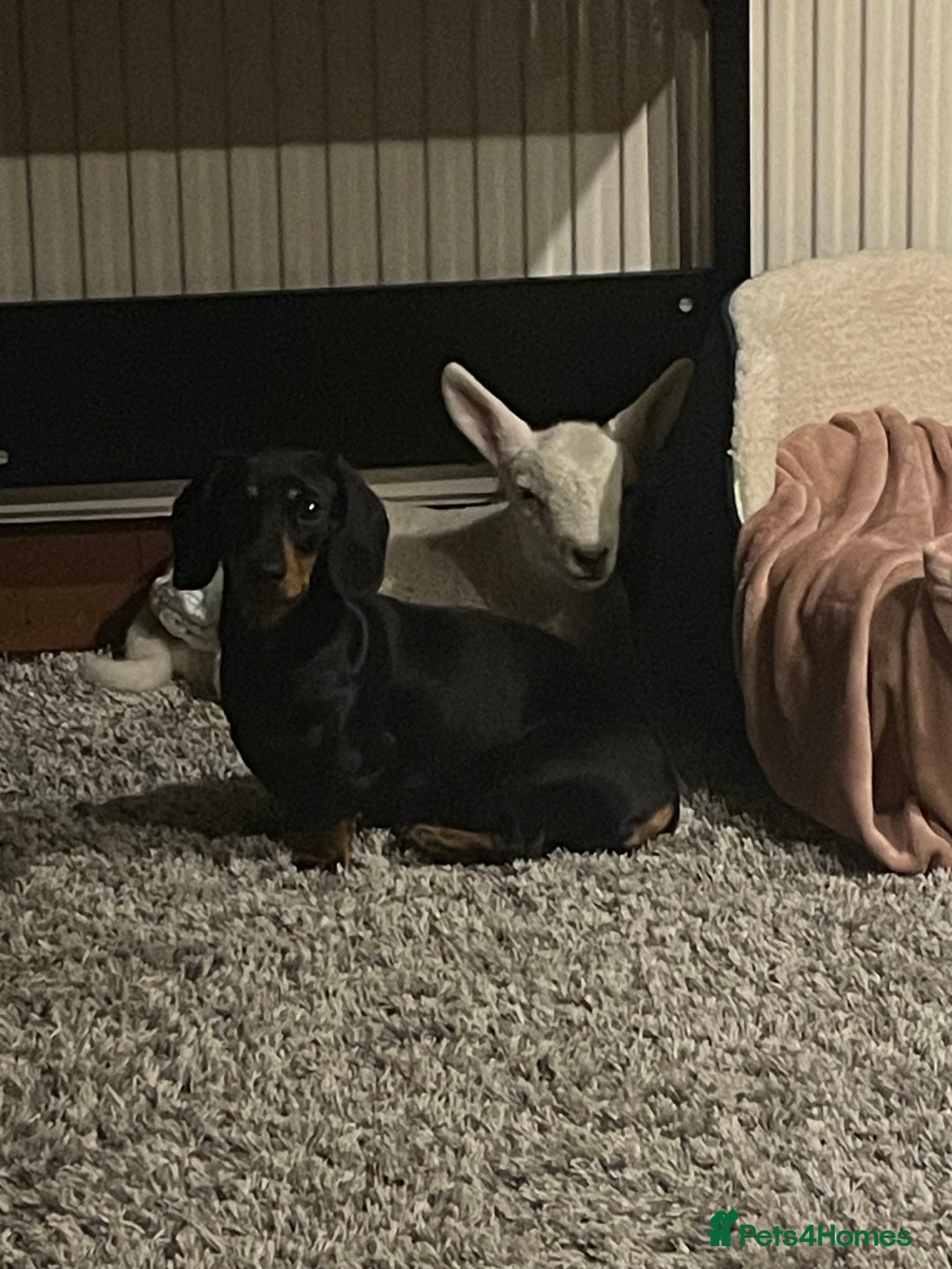 Miniature Dachshund dogs for sale: KC Reg, Health tested, miniature Dachsund Puppies - Image 18