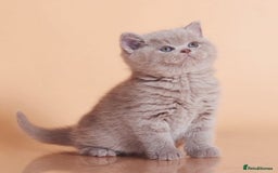 British Shorthair cats for sale: Cute pedigree lilac British shorthair kittens - Image 6