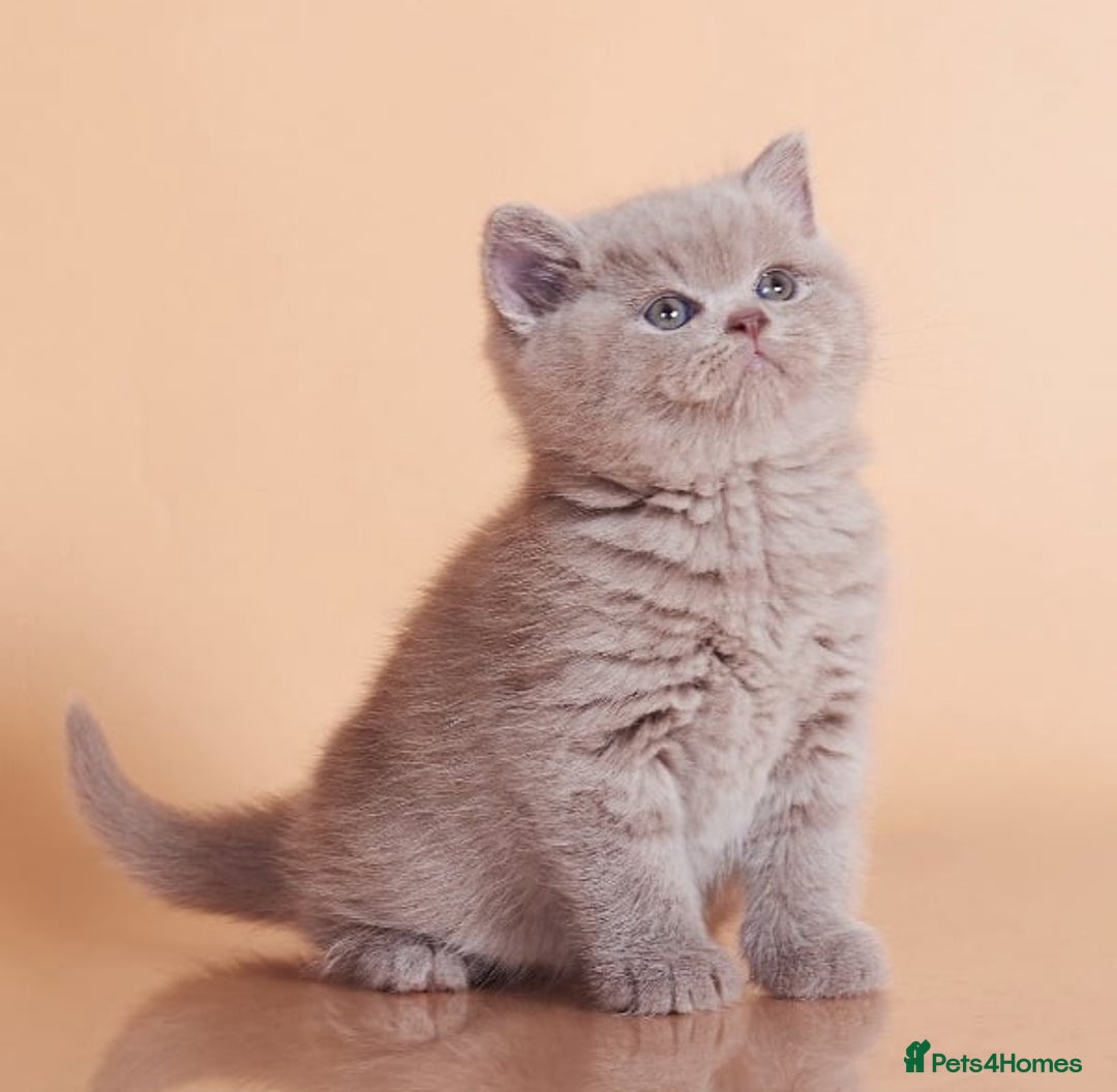 British Shorthair cats for sale: Cute pedigree lilac British shorthair kittens - Image 6