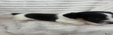 Girl puppy 1