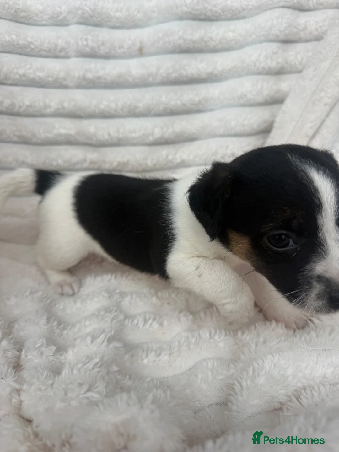 Jack Russell dogs for sale: Jack Russel puppy’s  - Advert 2