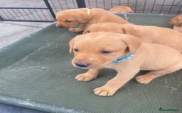 Labrador Retriever dogs for sale: Fox Red Labrador Puppies  - Image 18