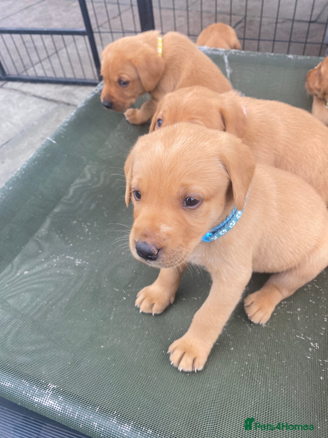 Labrador Retriever dogs for sale: Fox Red Labrador Puppies  - Image 18