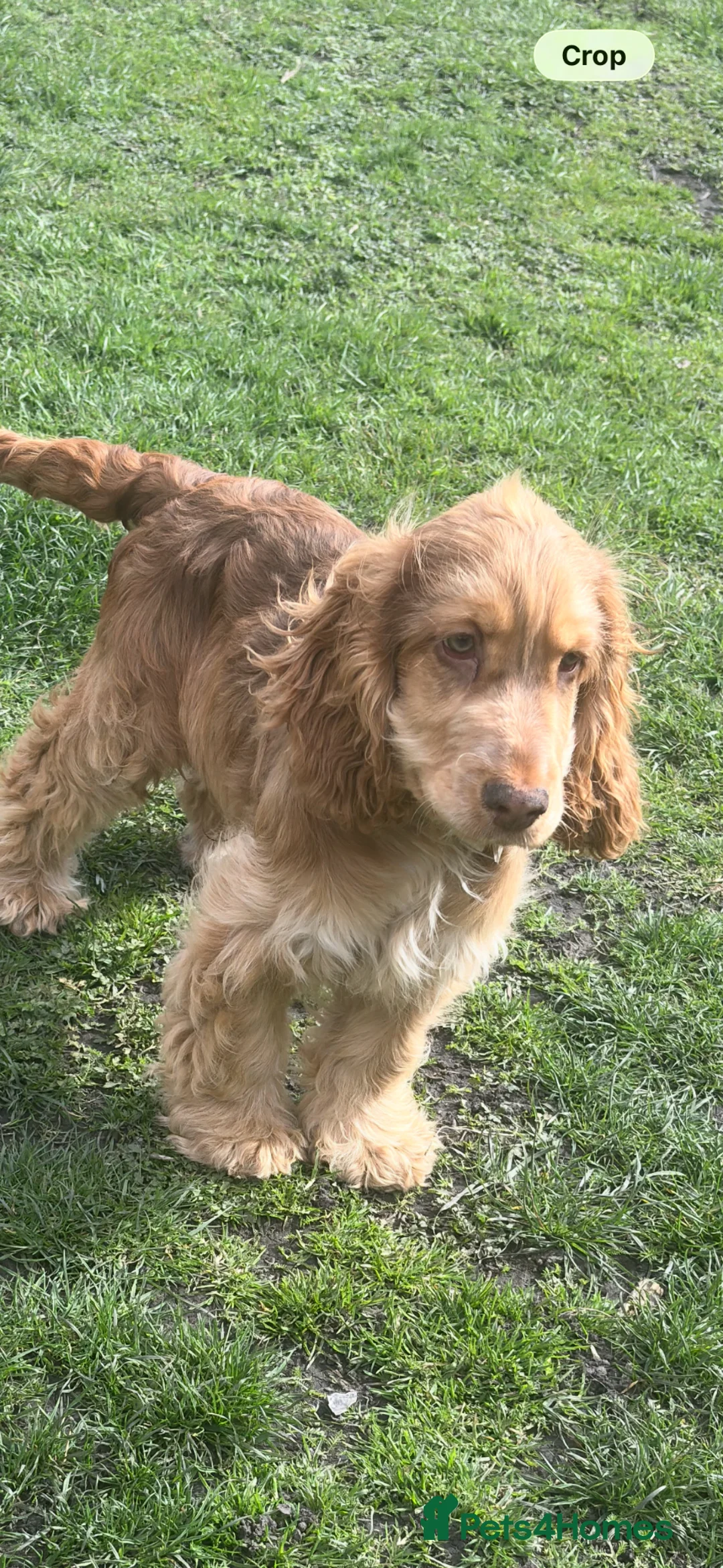 Cocker Spaniel dogs for sale: Chocolate sable show cocker male  - Advert 3
