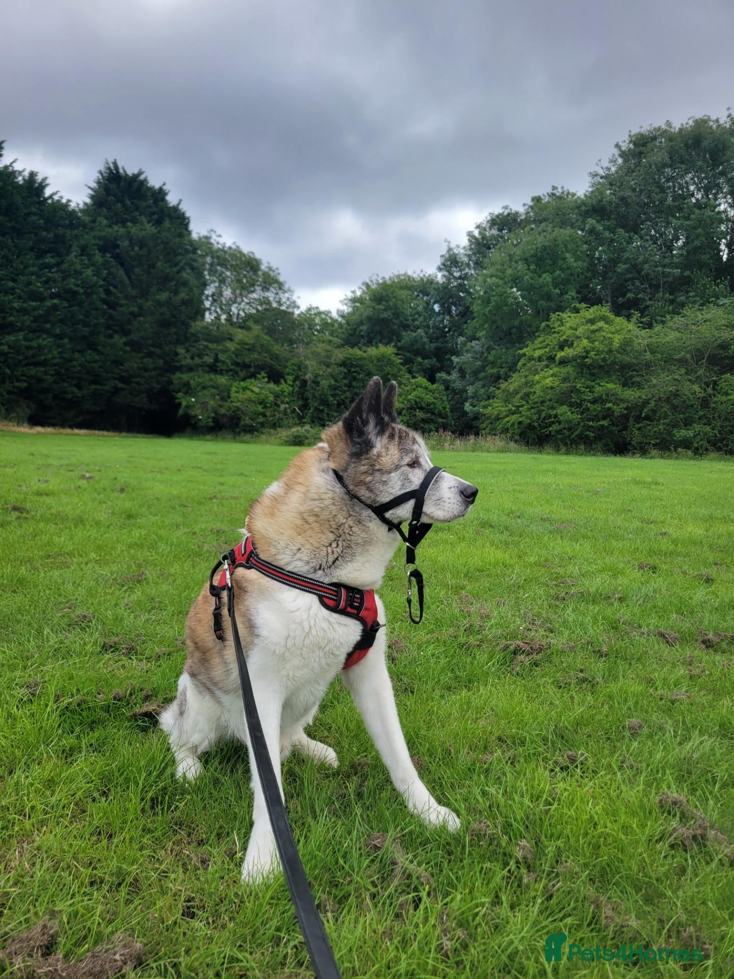 Huskita dogs Stanley - Advert 8