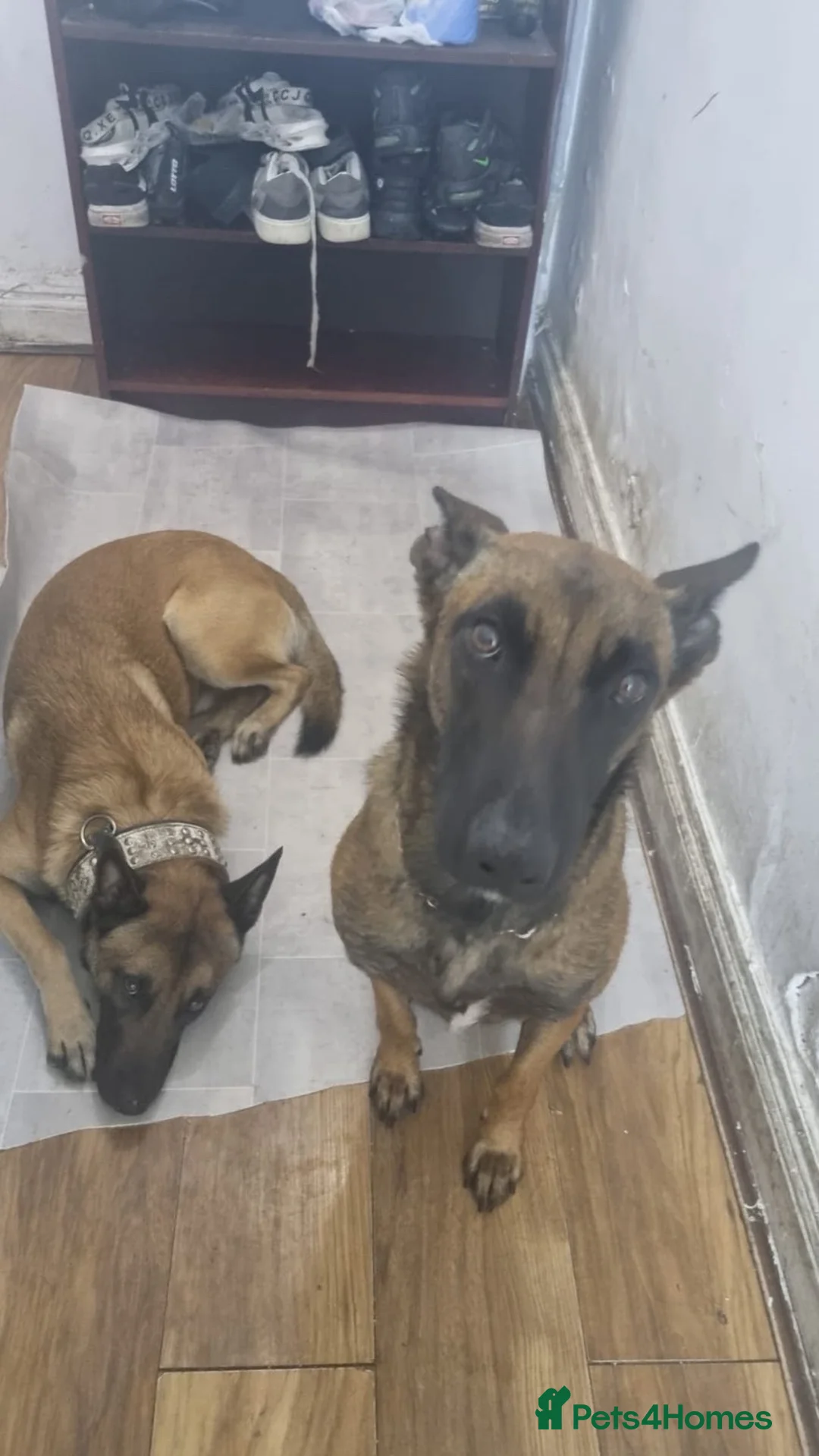 Belgian Shepherd Dog dogs for sale: 8 week old Belgian Malinois in Letchworth Garden City - Advert 2