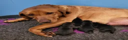 Labrador Retriever dogs for sale: Beautiful Black Labrador Puppies  - Advert 10
