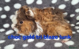 Guinea Pig rodents for sale: Baby male guinea pigs - Image 5