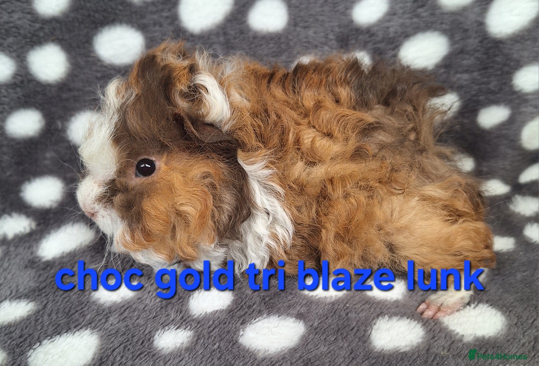 Guinea Pig rodents for sale: Baby male guinea pigs - Image 5