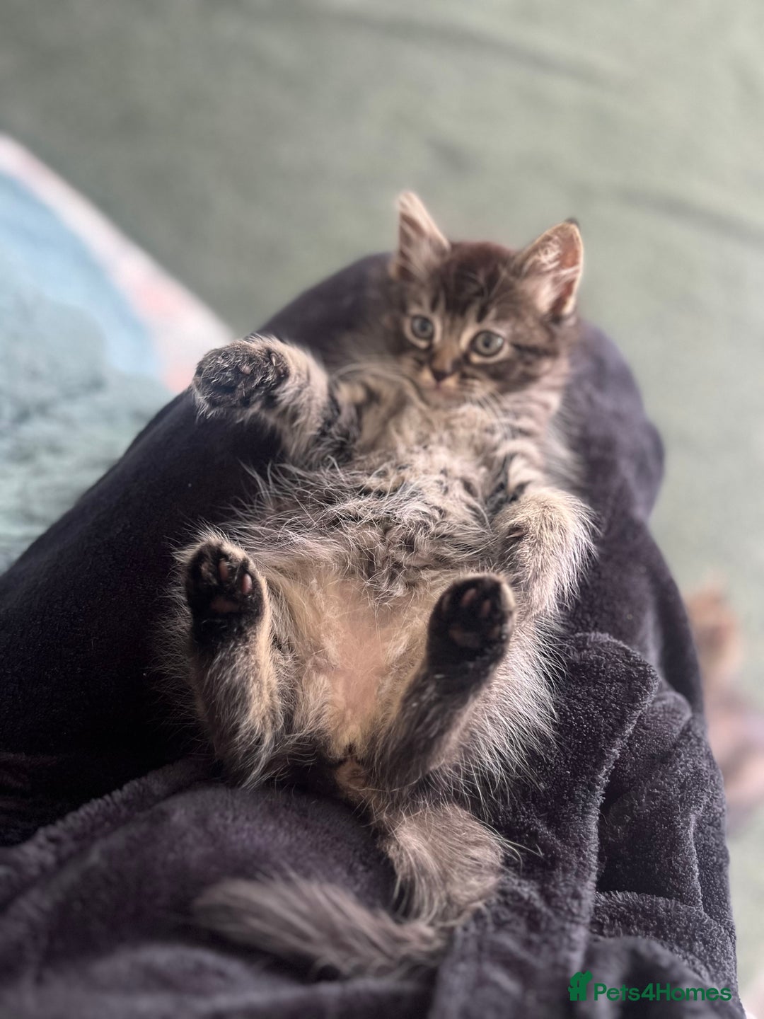 Mixed Breed cats for sale: Siamese/bsh domestic cross kittens  - Image 5