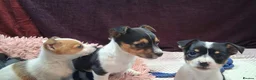 Jack Russell dogs for sale: Pure Jack Russell pups for sale - Advert 3