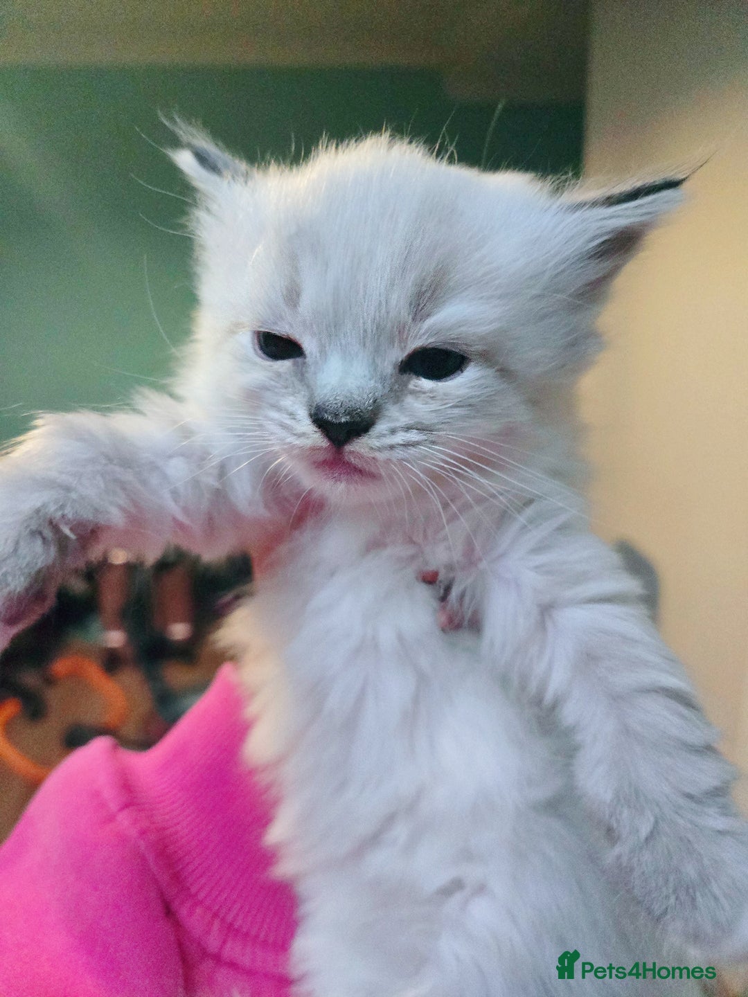 Ragdoll cats for sale: Beautiful purebred mitted ragdoll kittens - Image 13