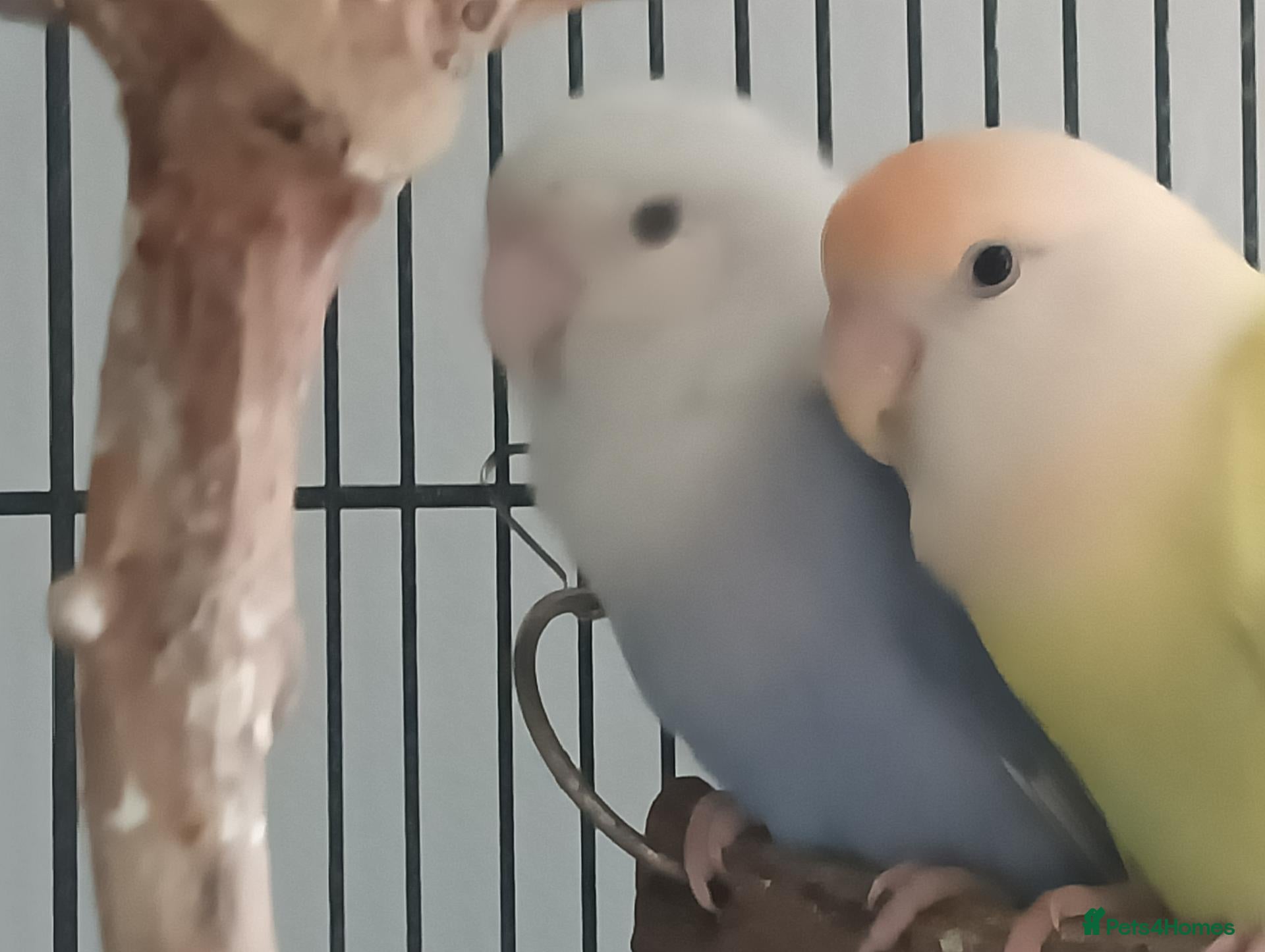 Lovebirds birds Flock of love birds  - Advert 2