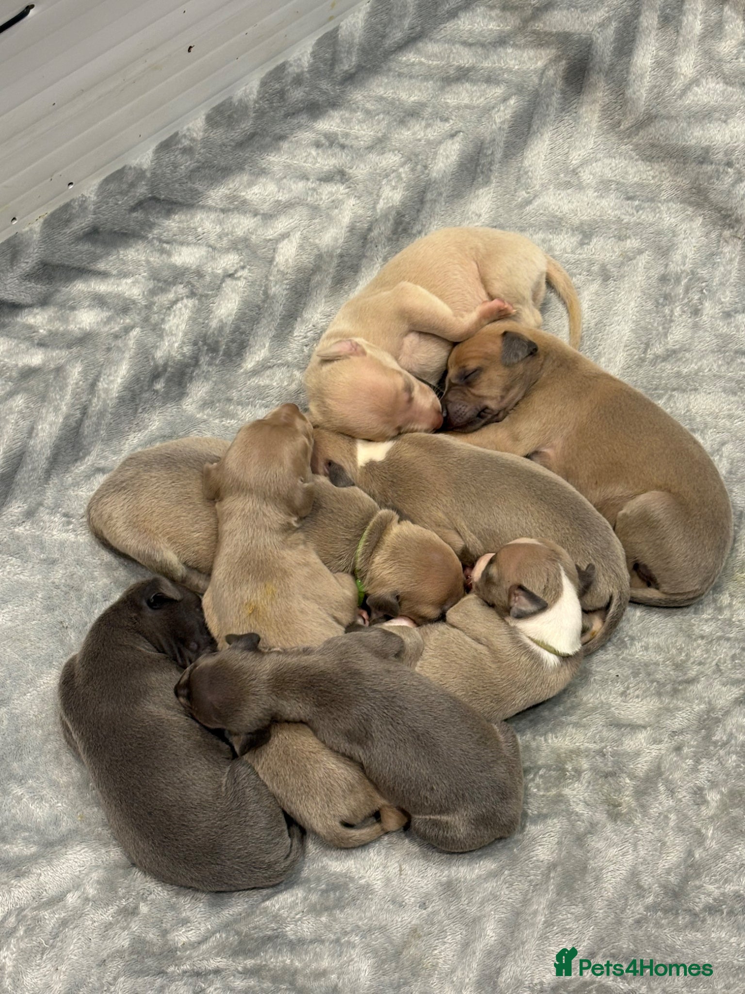 Mixed Breed dogs 3/4 Italian greyhound 1/4 whippet puppies  - Advert 3