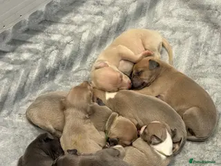 Mixed Breed dogs 3/4 Italian greyhound 1/4 whippet puppies - Advert 3