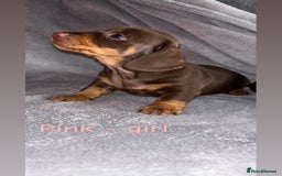 Miniature Dachshund dogs for sale: One male left. LAST PUP Miniature dachshund!  - Image 12