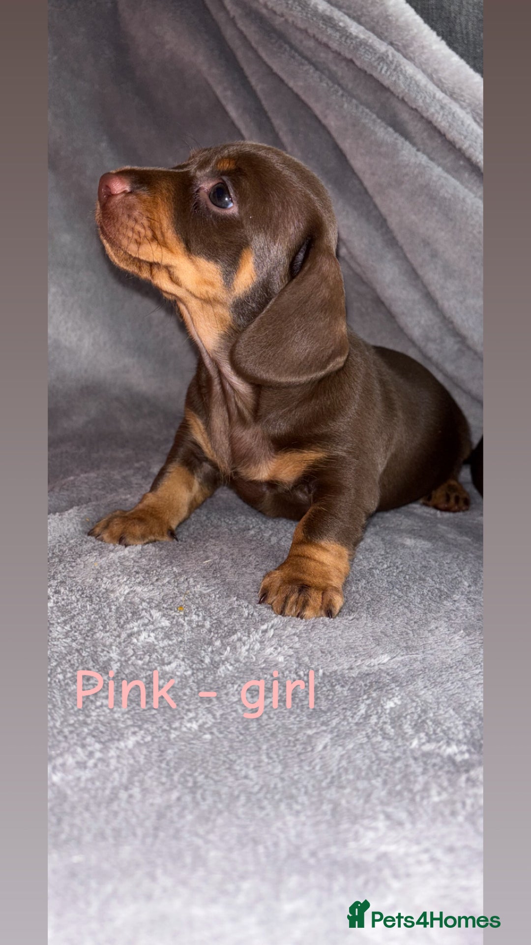 Miniature Dachshund dogs for sale: One male left. LAST PUP Miniature dachshund!  - Image 12