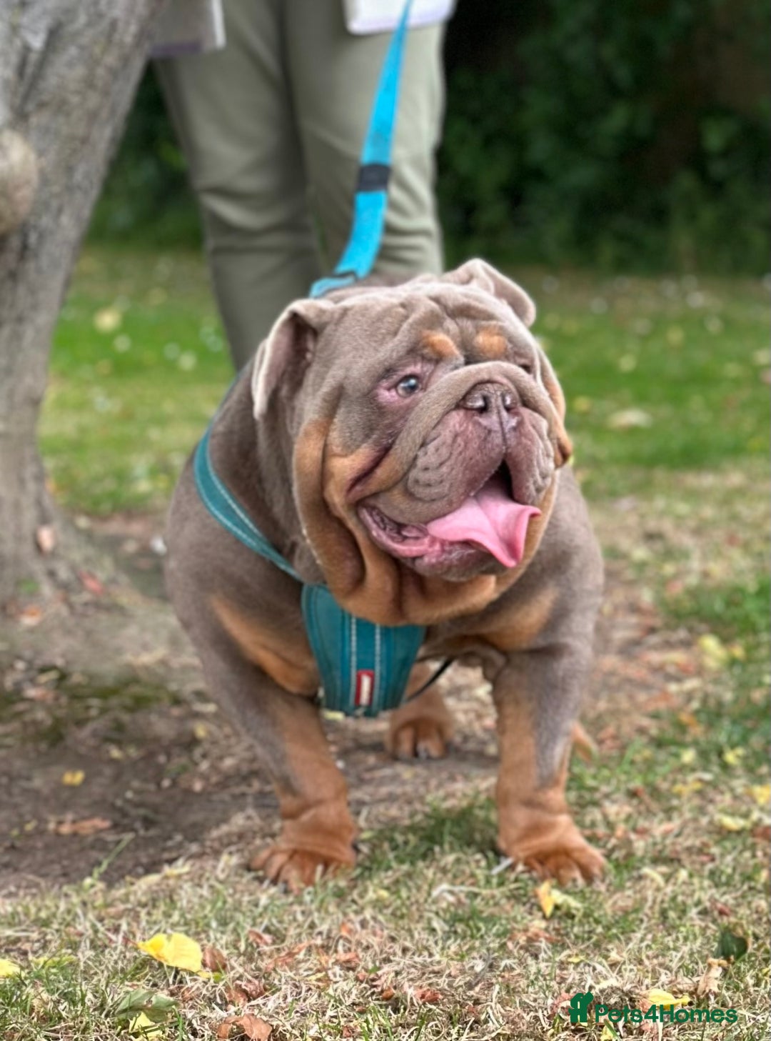 English Bulldog dogs for stud: full suited English bulldog stud well proven in Leicester - Advert 18