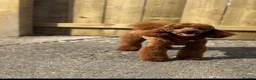 Cockapoo dogs for sale: Beautiful cockerpoo puppies  - Advert 33