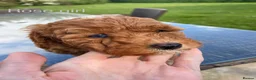 Cockapoo dogs for sale: Miniature Cockapoos Raised in Family Home  in Carnforth - Advert 16