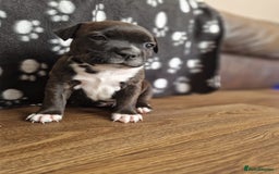 Staffordshire Bull Terrier dogs for sale: KC Reg Staffy Pups – Beautiful Chunky Puppys - Image 3