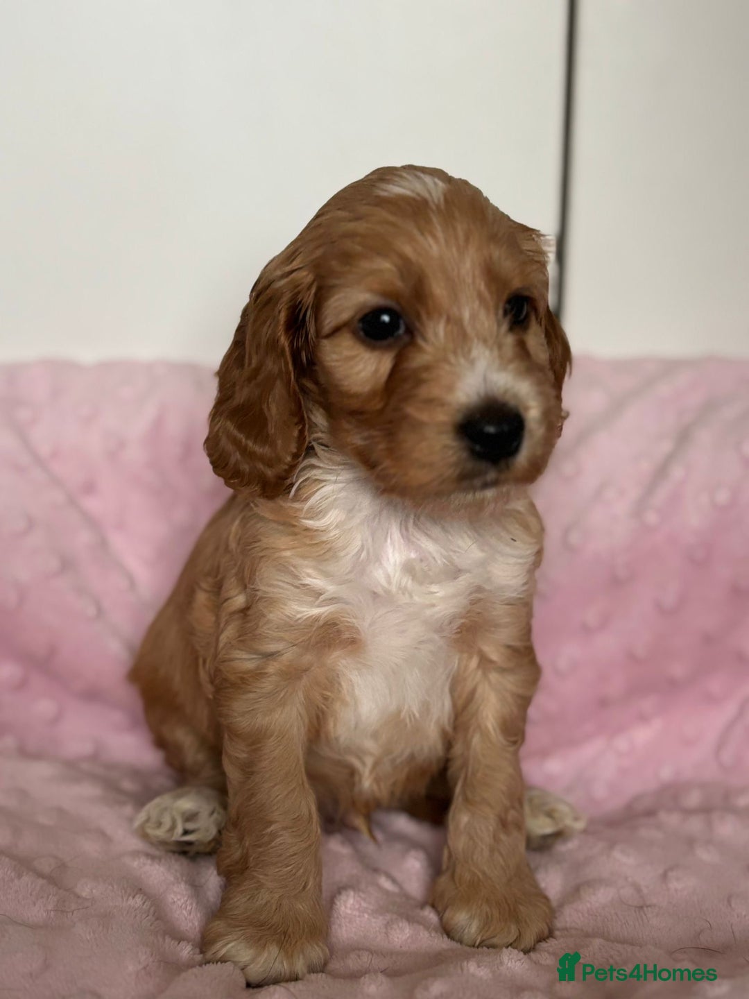 Mixed Breed dogs for sale: Stunning Cockapoo / Doodle  Puppies - Advert 3
