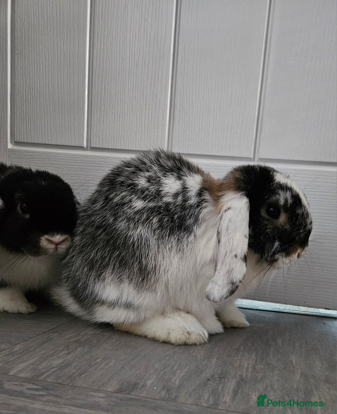 Mini Lop rabbits for sale: Two Mini lop rabbits - Image 3