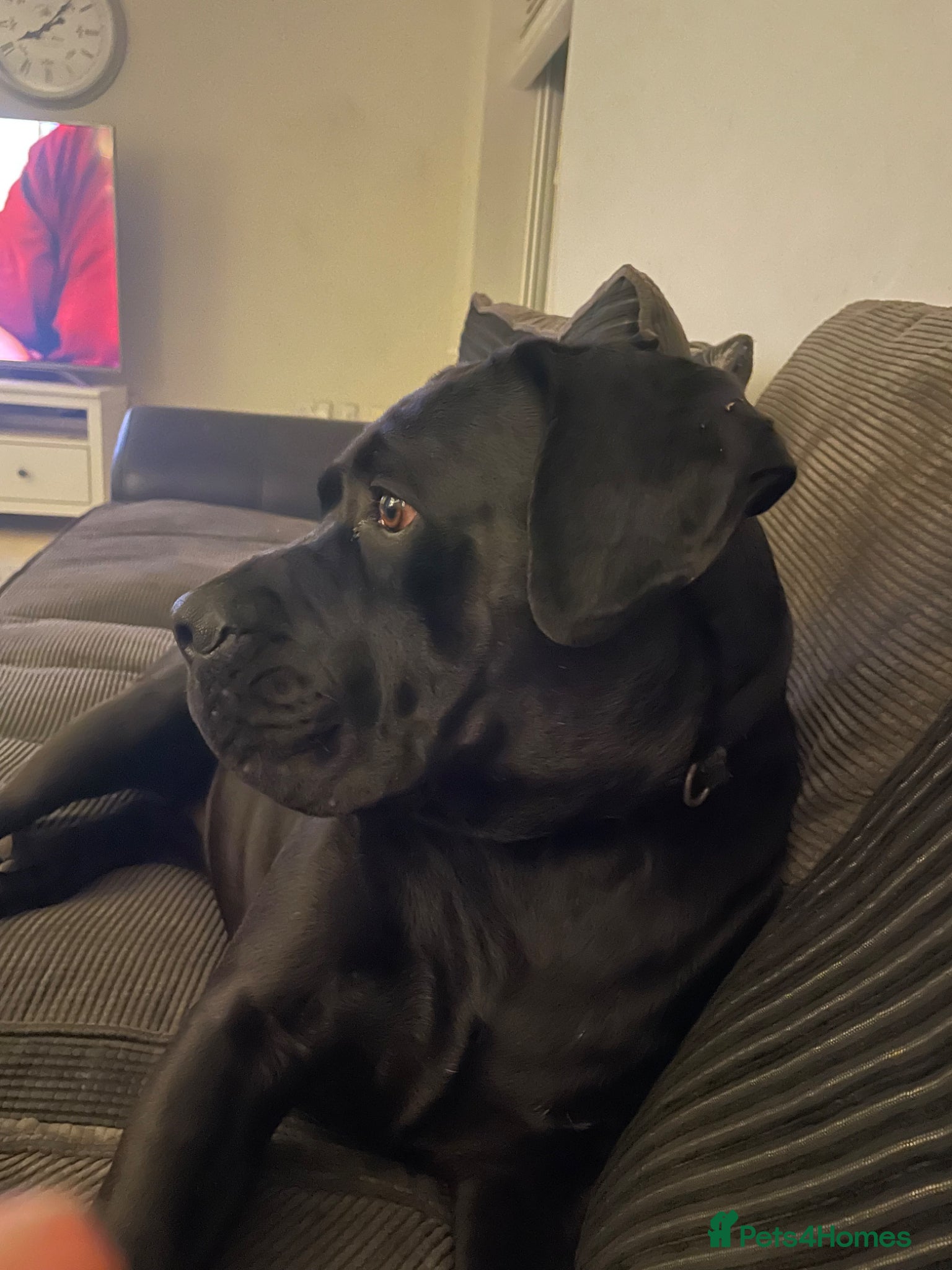 Cane Corso dogs Came corso bitch - Advert 9