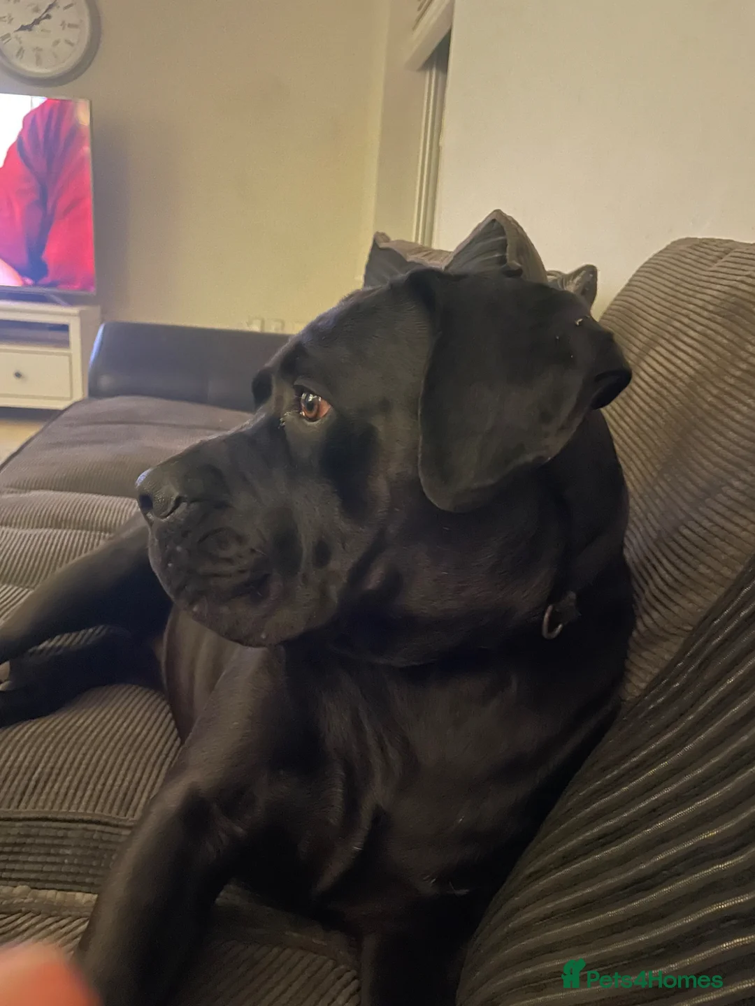 Cane Corso dogs for sale: Came corso bitch - Advert 1