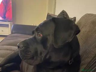 Cane Corso dogs Came corso bitch - Advert 9