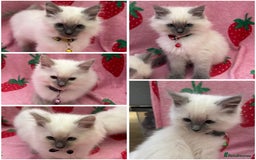 Ragdoll cats for sale: GCCF Lilac/blue high white ragdolls Kittens  - Image 1